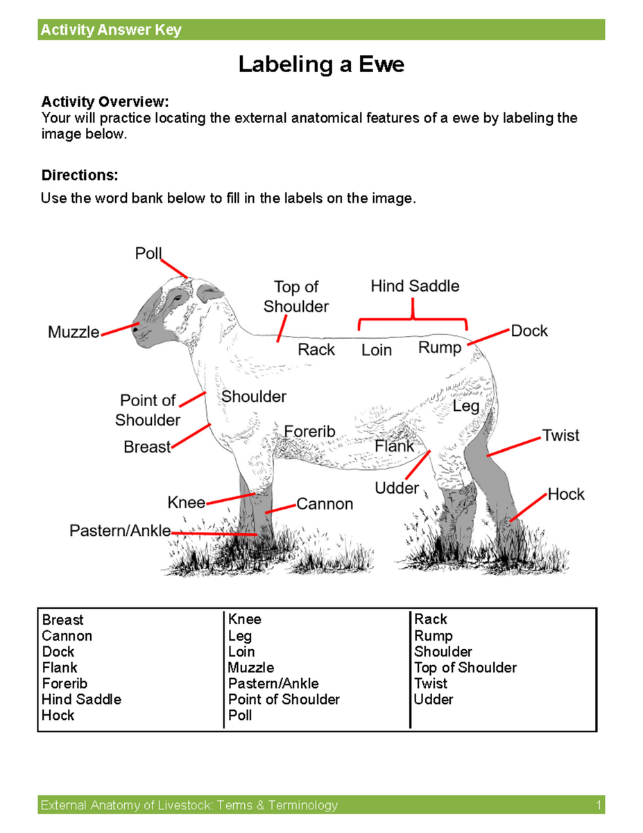 Activity Labelinga Ram Answer Key Activity Answer Key External Anatomy Of Livestock Terms Amp Studocu