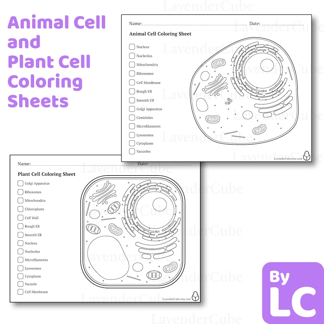Animal And Plant Cell Coloring Worksheets Digital Download 300 DPI Png Etsy Animal And Plant Cell Coloring Worksheets Digital Download 300 DPI Png Etsy