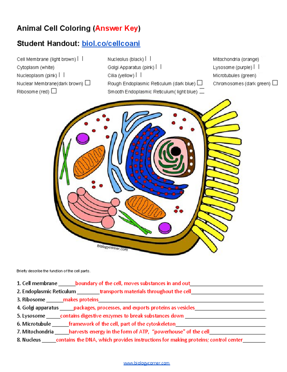 Animal Cell Functions Coloring Answer Key Descriptions For BIOL101 Studocu Animal And Plant Cell Coloring Worksheets Digital Download 300 DPI Png Etsy
