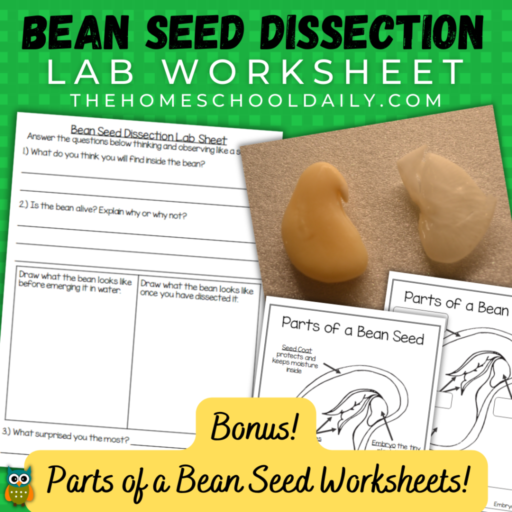 Bean Seed Dissection Lab The Homeschool Daily Life Cycle Of A Bean Plant Worksheets For Young Learners