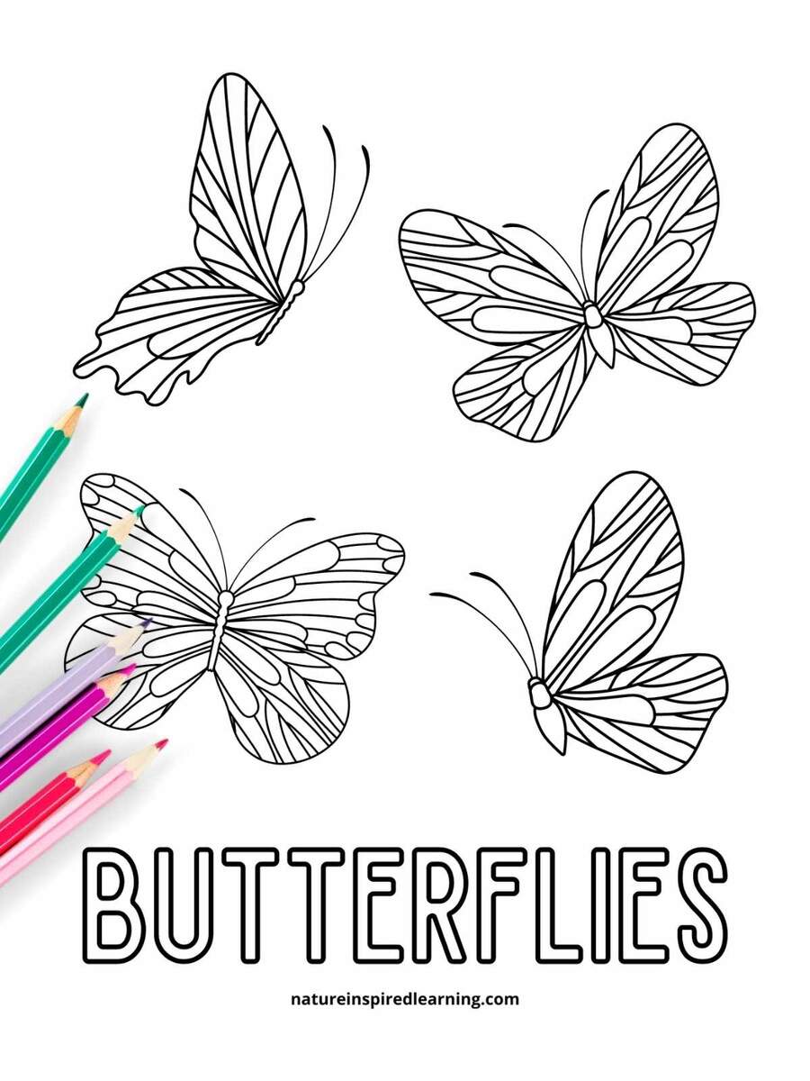 Cute Animals Coloring Book Design Pages Vector Download
