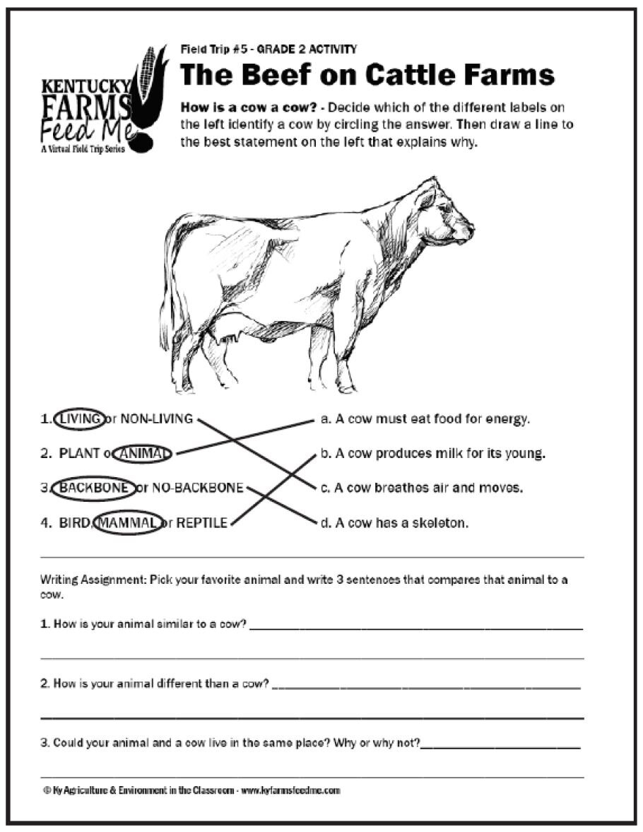Beef Cattle Structures Needs And Habitats TeachKyAg