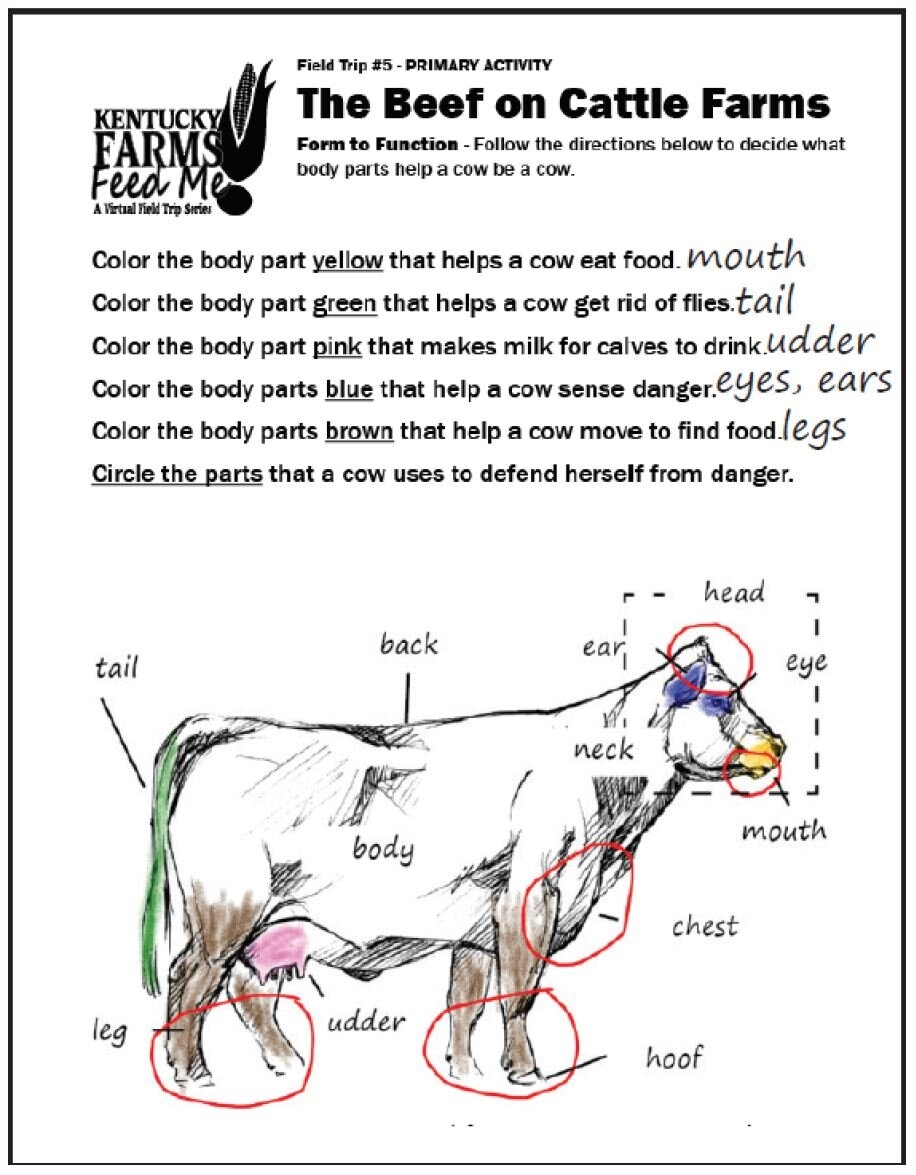 Youth Livestock Resources Farm Credit Of The Virginias