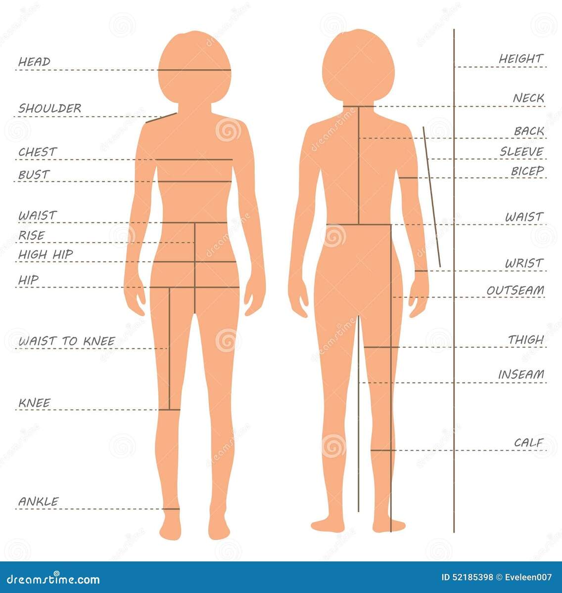 Body Measurements Size Chart Stock Illustrations 430 Body Measurements Size Chart Stock Illustrations Vectors Clipart Dreamstime