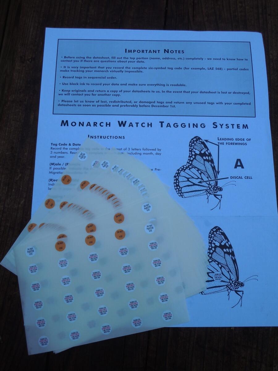 Butterfly FAQ How To Tag A Monarch Butterfly In Six Easy Steps Texas Butterfly Ranch