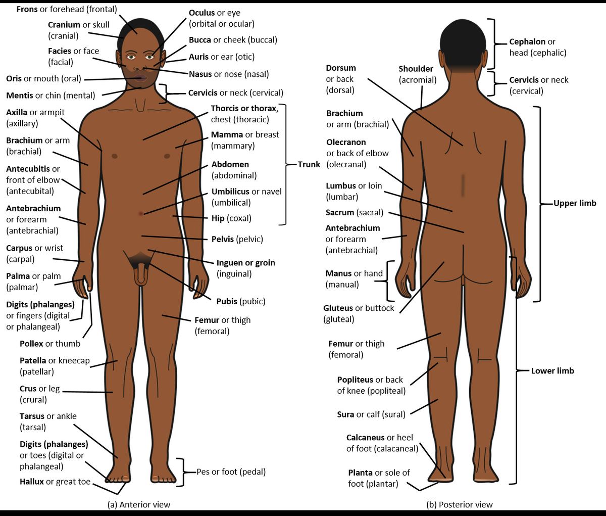 Chapter 1 Body Structure Human Anatomy And Physiology I Dimensional Man 3D Life Size Anatomical Pop Up Wall Chart Use For Halloween 1901641583