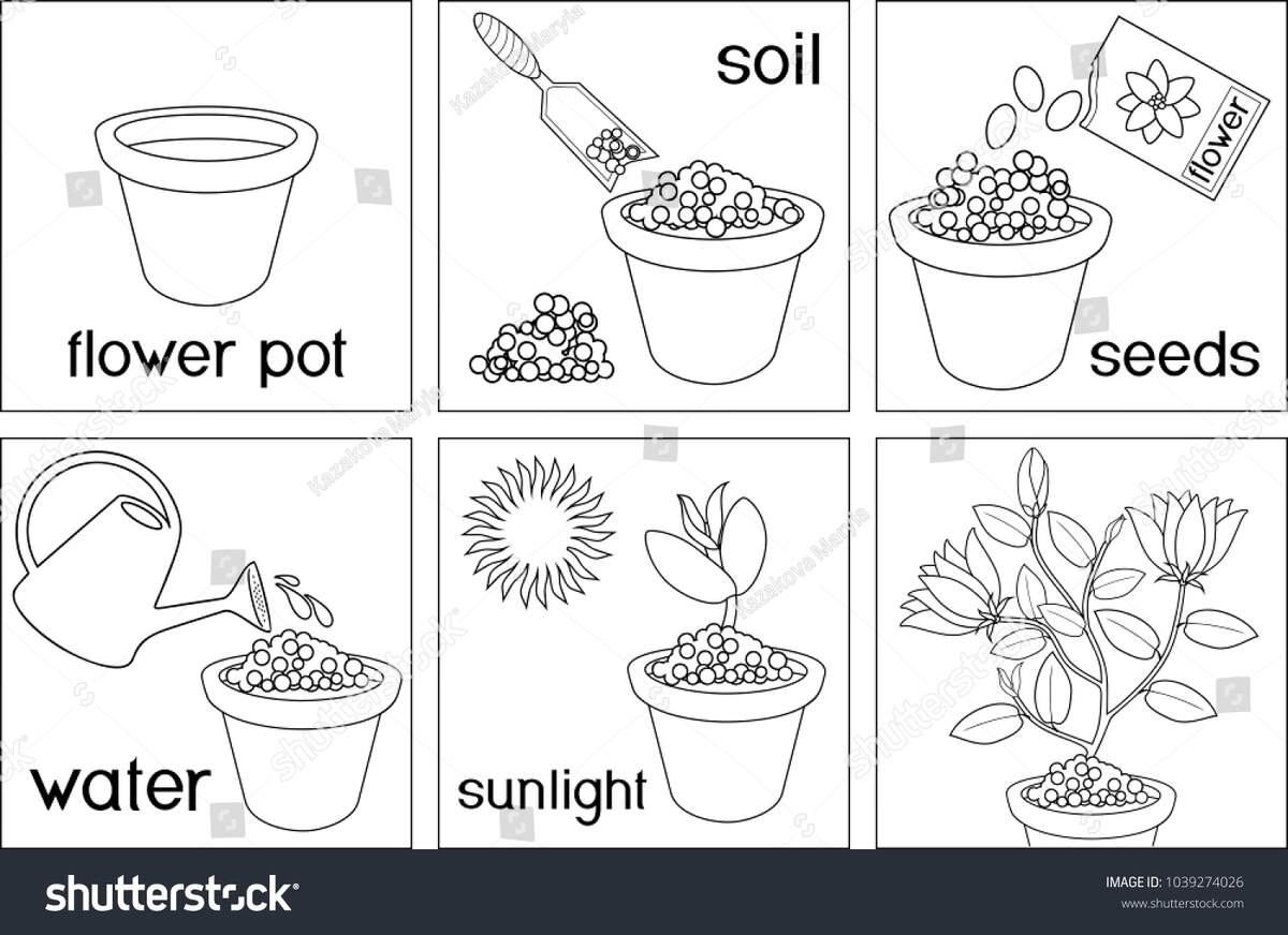 Coloring Page Instructions On How Plant Stock Vector Royalty Free 1039274026 Shutterstock Coloring Page Instructions On How Plant Stock Vector Royalty Free 1039274026 Shutterstock