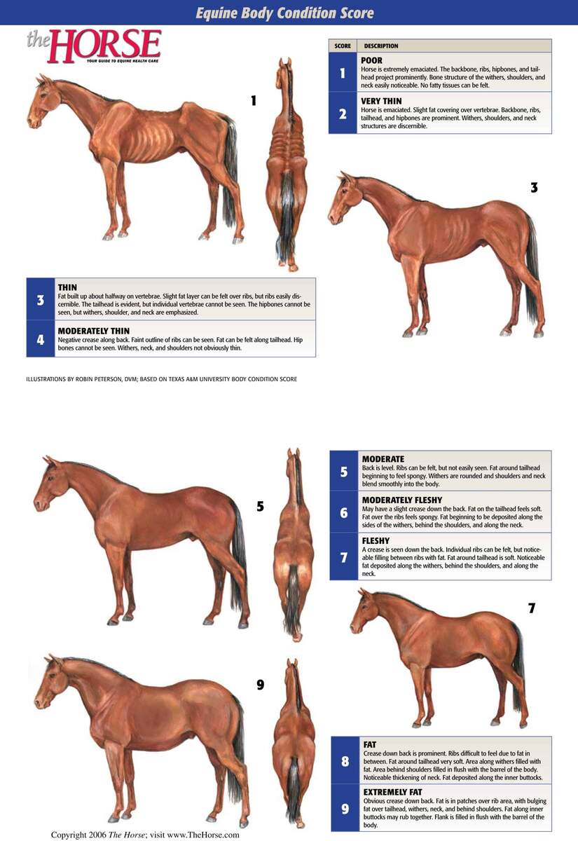 Weight Management Dengie Horse Feeds