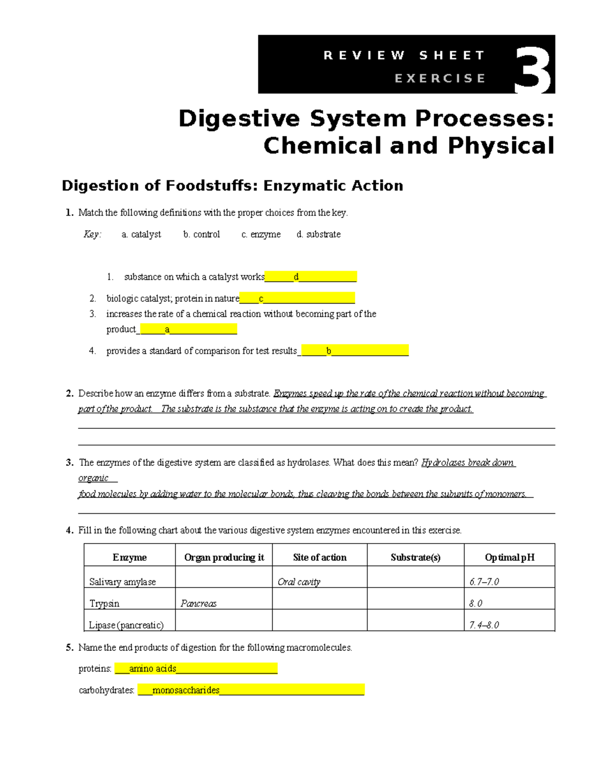 Exercise 39 Worksheet Digestive System Enzymatic Action Review Studocu