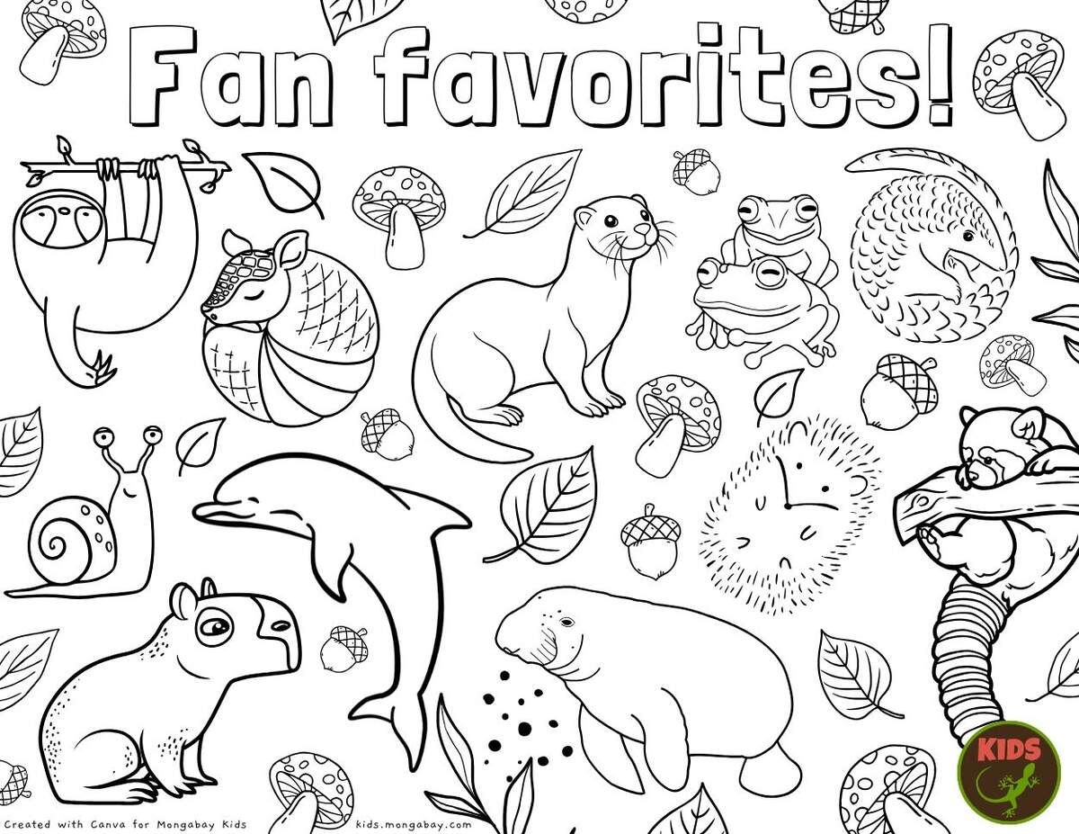 Fan Favorites Coloring Page Mongabay Kids