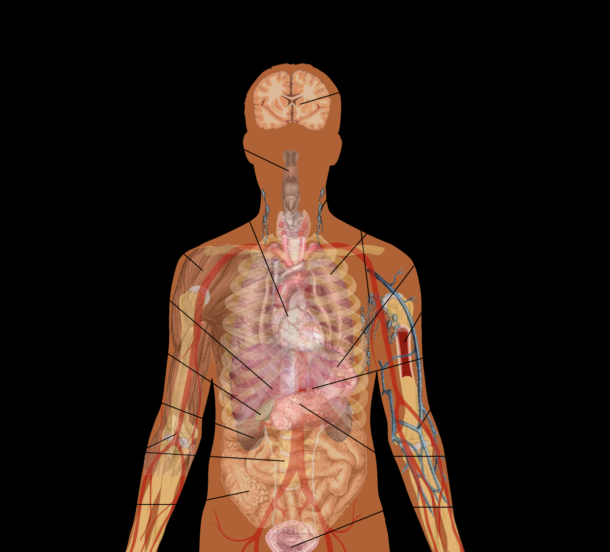 File Adult Male Diagram Template Svg Wikimedia Commons