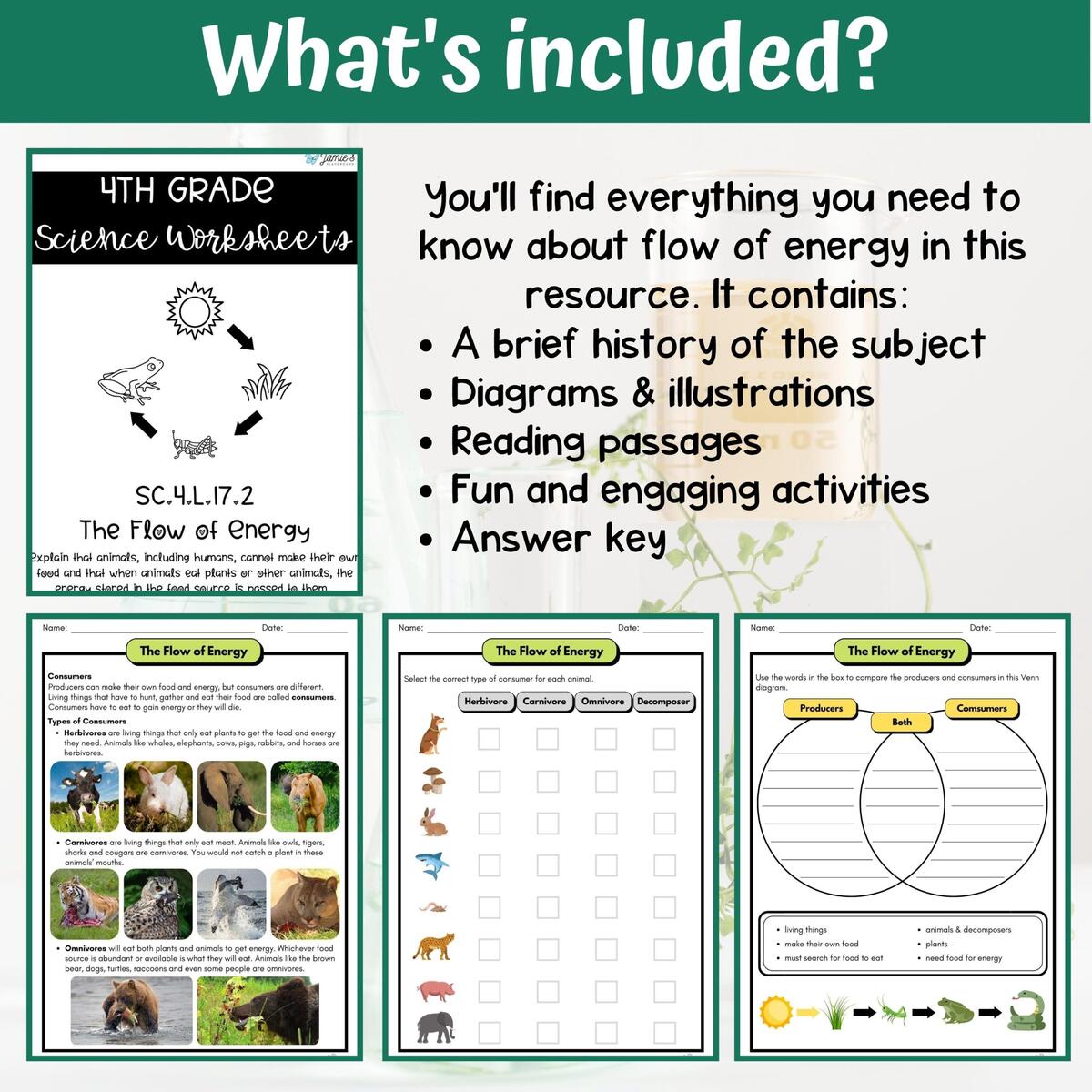 Flow Of Energy Activity Answer Key 4th Grade Life Science Classful