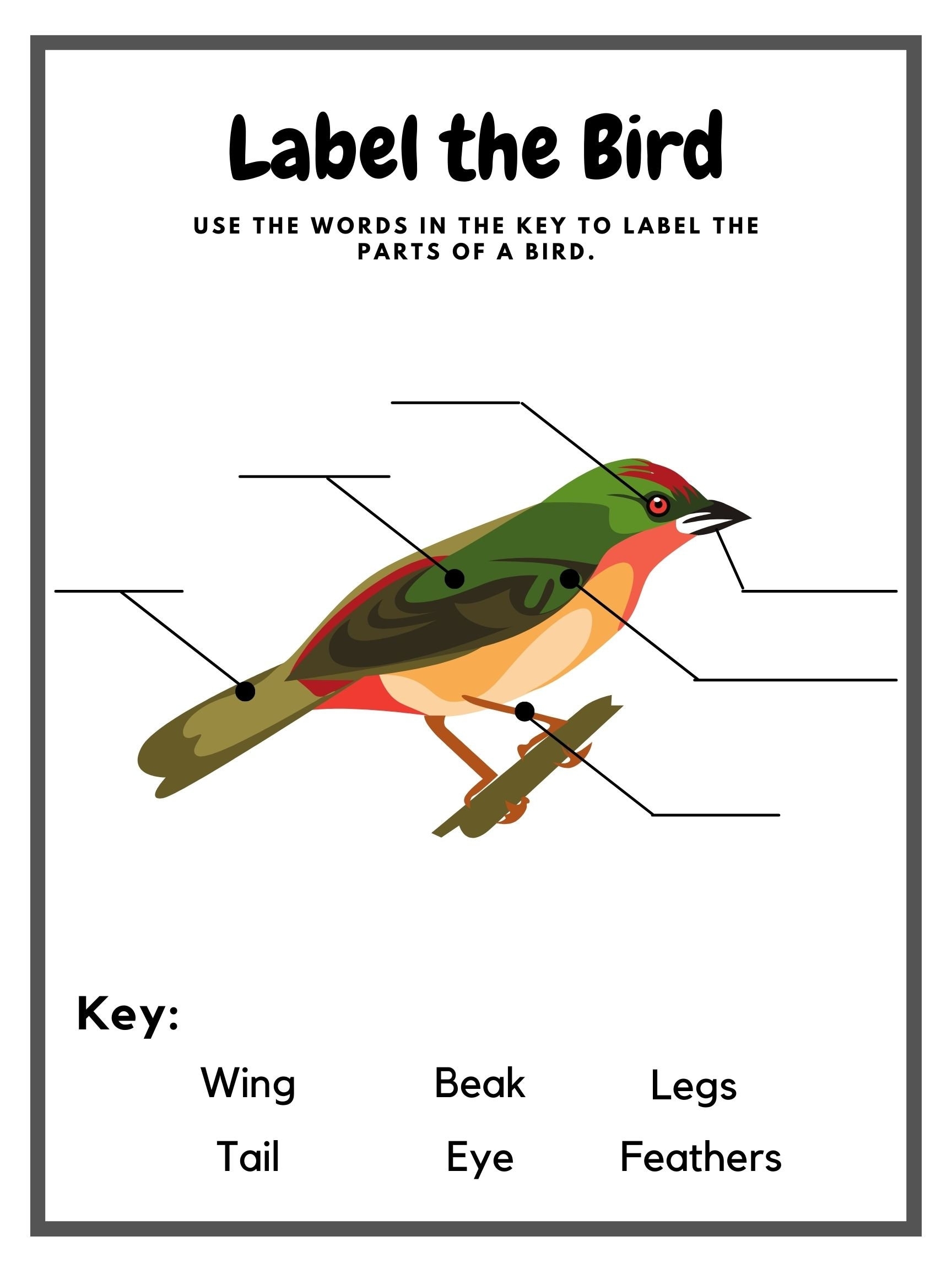 Label The Bird Worksheet Bird Anatomy Preschool Learning Science Worksheet Etsy Label The Bird Worksheet Bird Anatomy Preschool Learning Science Worksheet Etsy