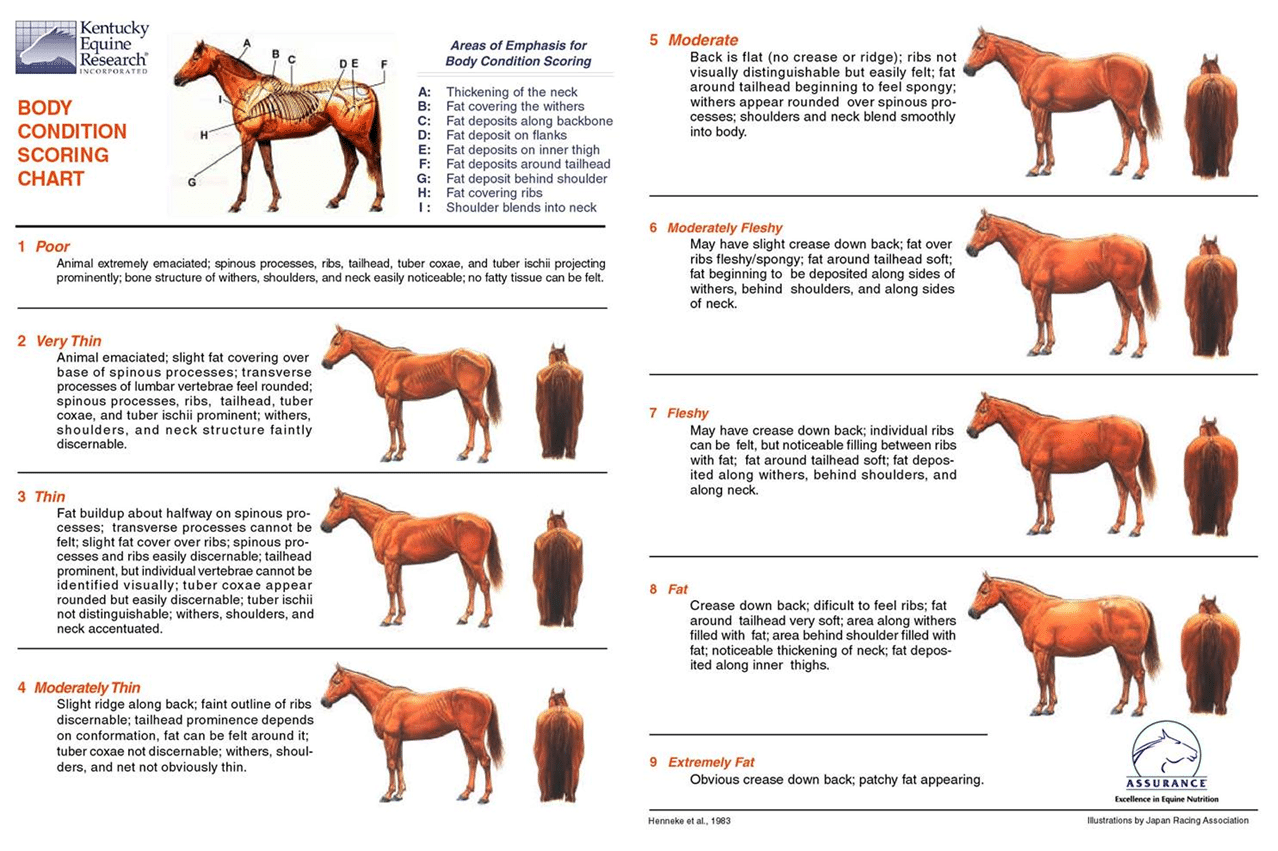 Lean Vs Obese Why Some Horses Gain More Weight