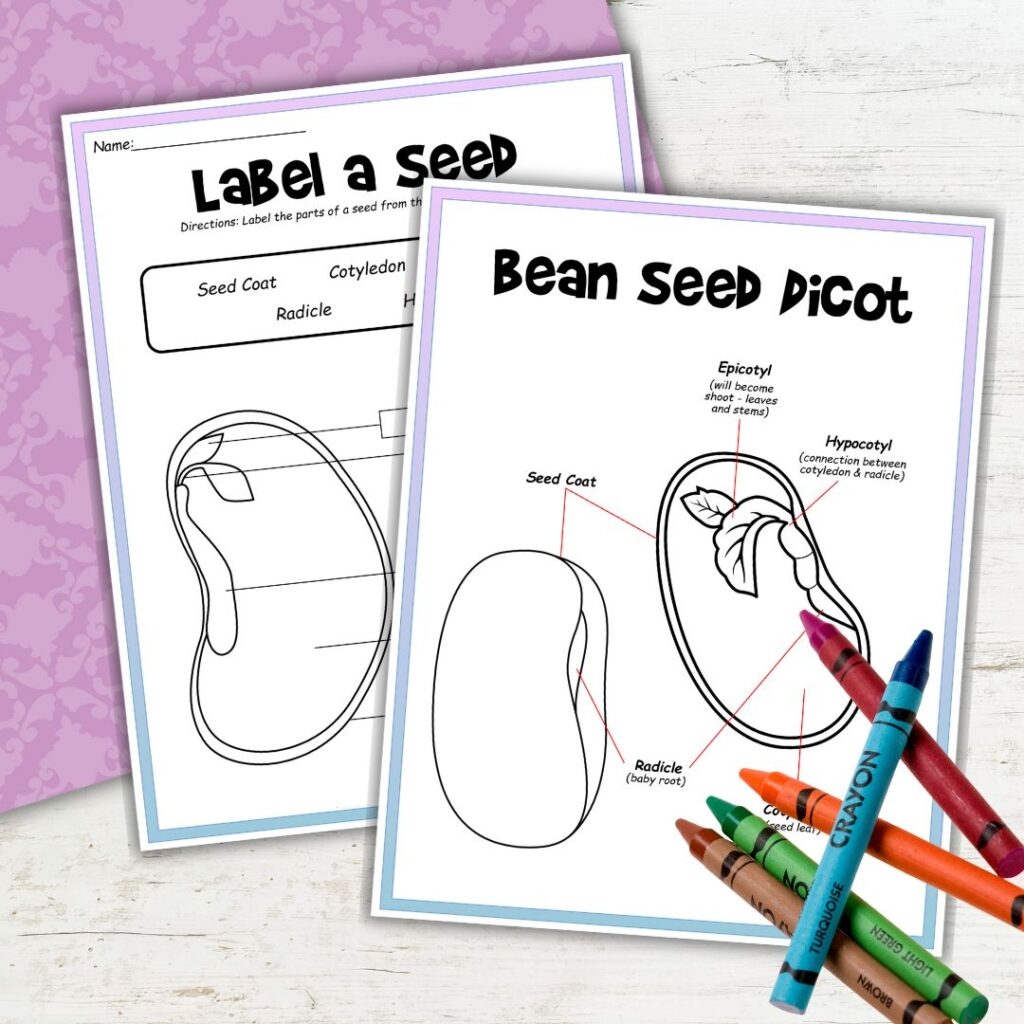 Life Cycle Of A Bean Plant Worksheets For Young Learners Life Cycle Of A Bean Plant Worksheets For Young Learners