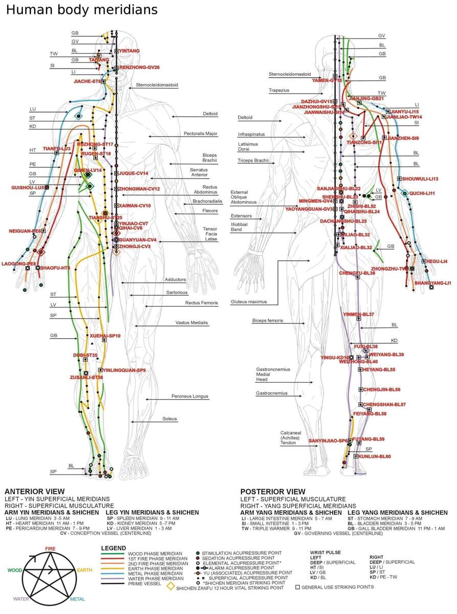 Acupuncture Map Of The Male Body Print By Everett Collection Posterlounge