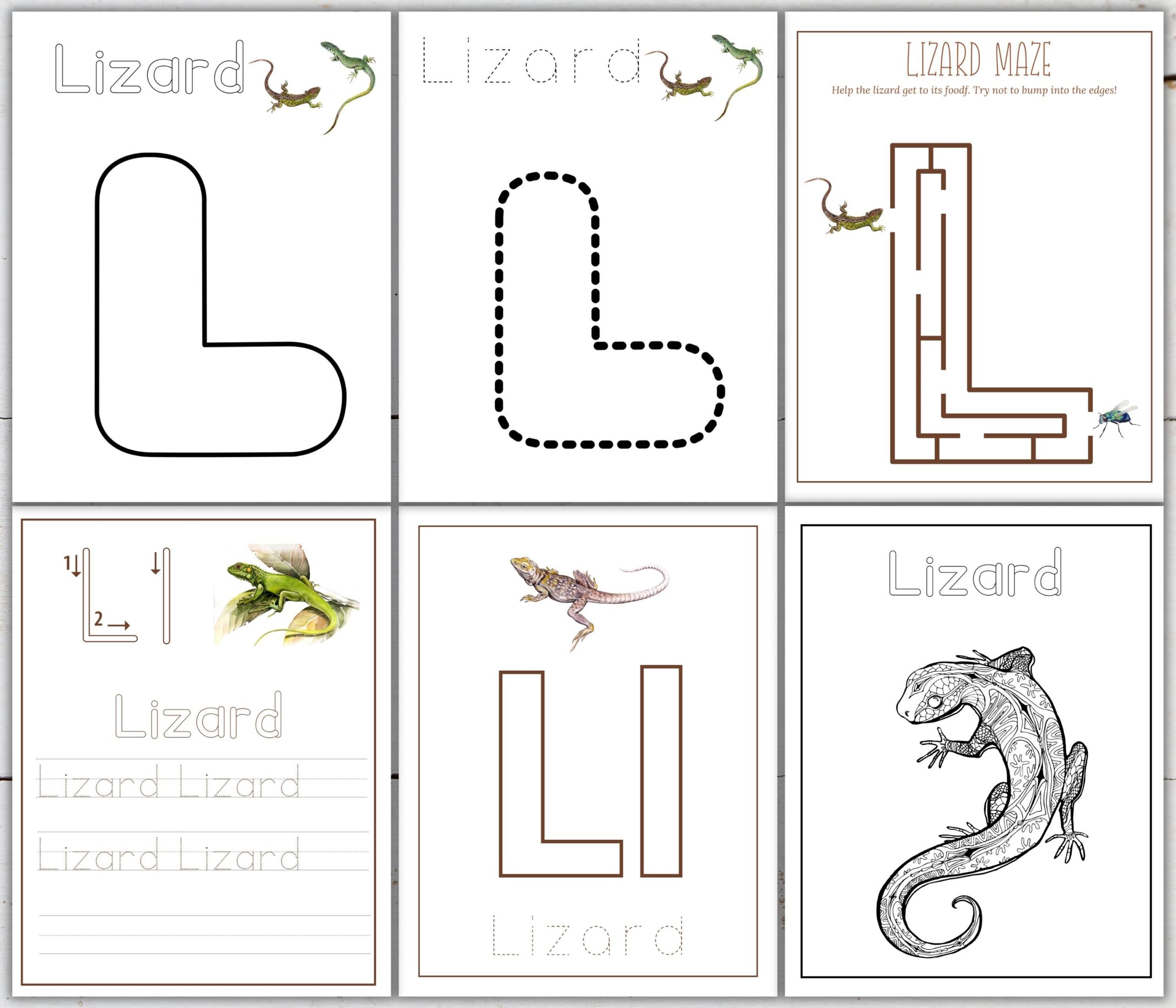 LIZARD Unit Study Anatomy Nature Study Science Handwriting Homeschool Printable Montessori INSTANT DOWNLOAD Etsy LIZARD Unit Study Anatomy Nature Study Science Handwriting Homeschool Printable Montessori INSTANT DOWNLOAD Etsy