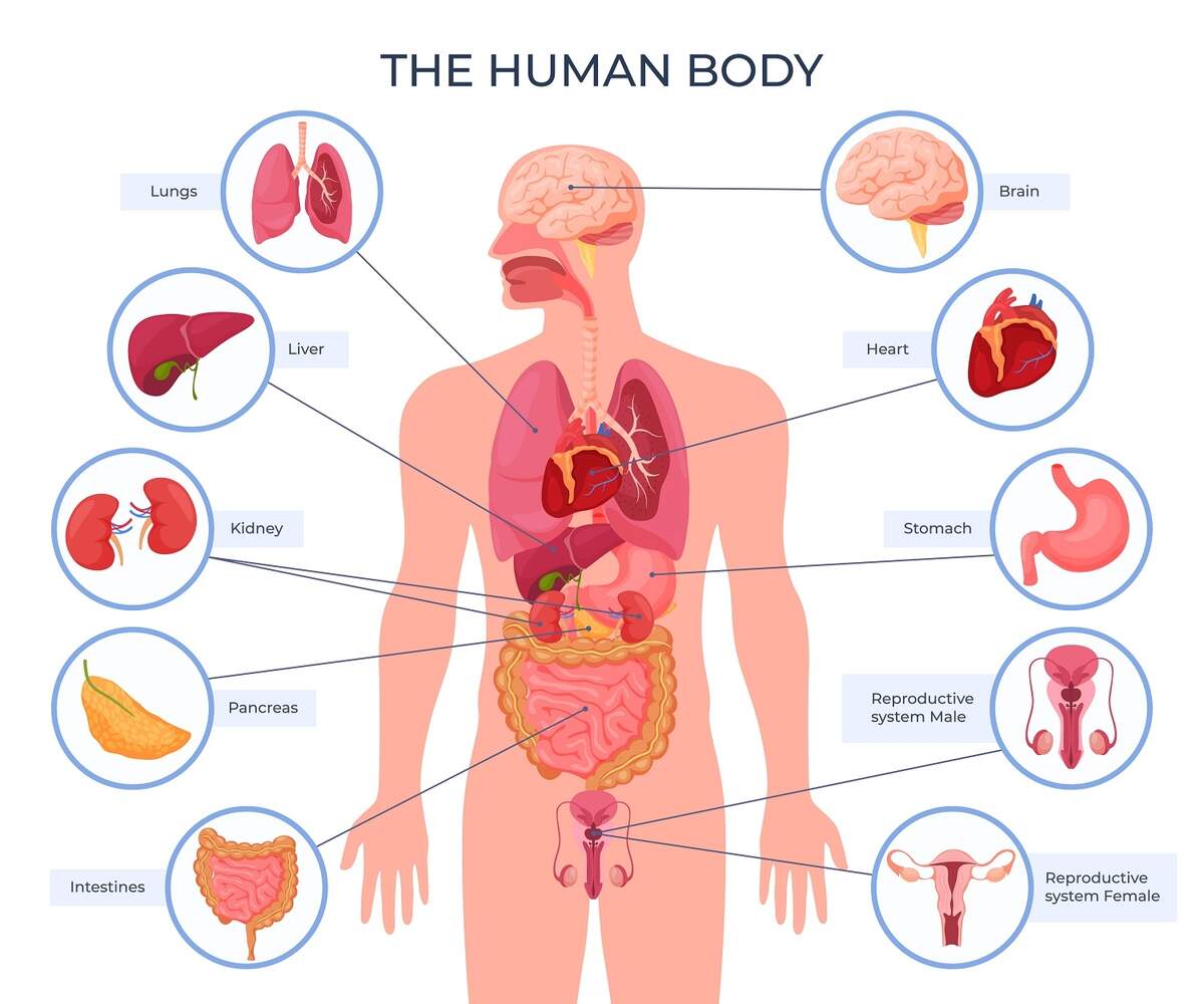 Internal Organs Chart 3d Anatomy Diagram With Inner Organs And Appropriate Names Illustration On White Background Stock Photo Alamy