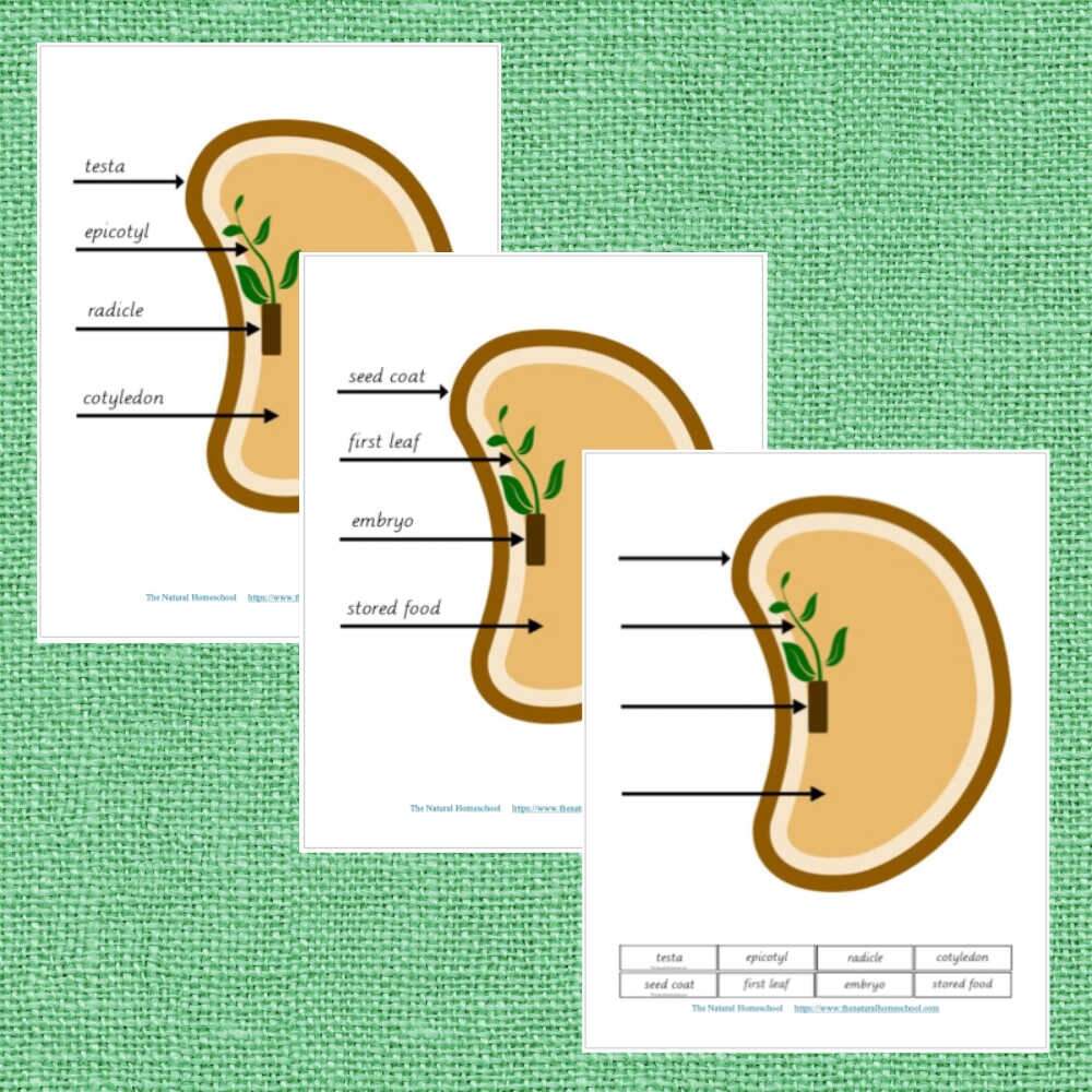 Montessori Parts Of A Seed Printable Bundle The Natural Homeschool Shop Montessori Parts Of A Seed Printable Bundle The Natural Homeschool Shop