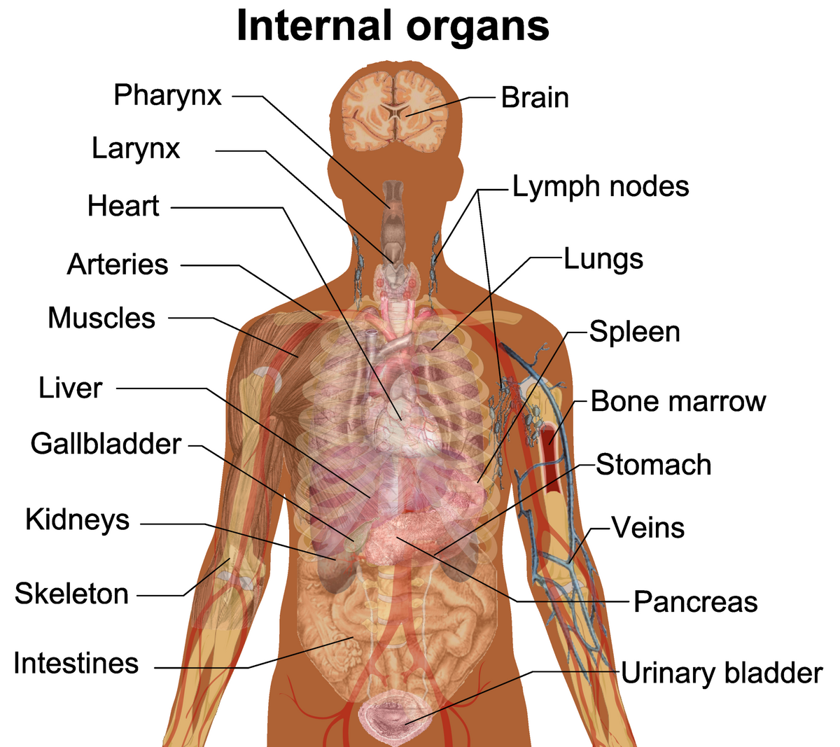 Organ biology Wikipedia