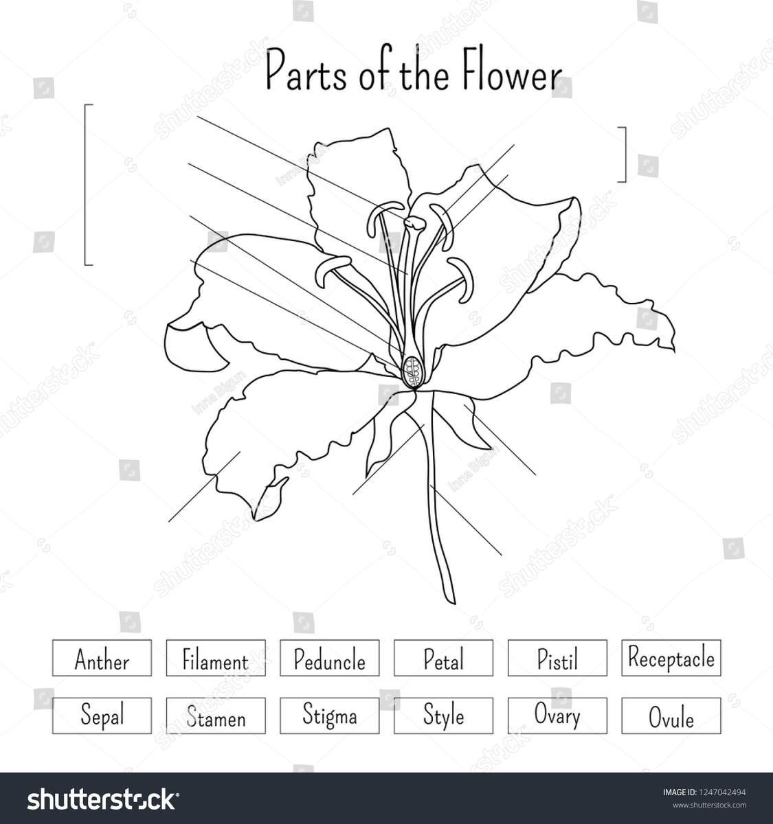 Parts Flower Worksheet Black White Lily Stock Vector Royalty Free 1247042494 Shutterstock Parts Flower Worksheet Black White Lily Stock Vector Royalty Free 1247042494 Shutterstock