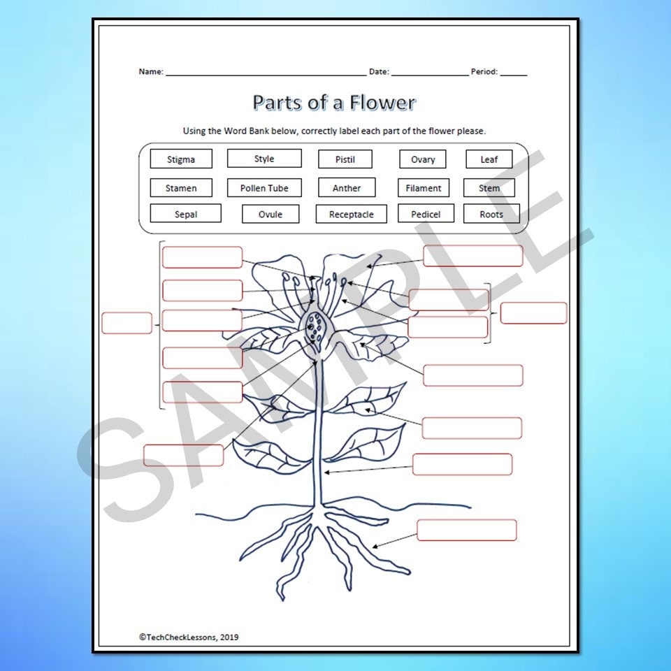 Parts Of A Flower Labeling Science Worksheet Editable DIGITAL DOWNLOAD Etsy Parts Of A Flower Labeling Science Worksheet Editable DIGITAL DOWNLOAD Etsy