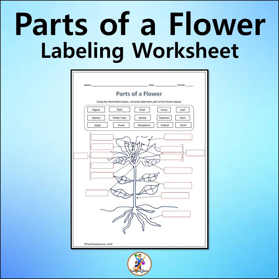 Parts Of A Flower Labeling Science Worksheet Editable DIGITAL DOWNLOAD Etsy