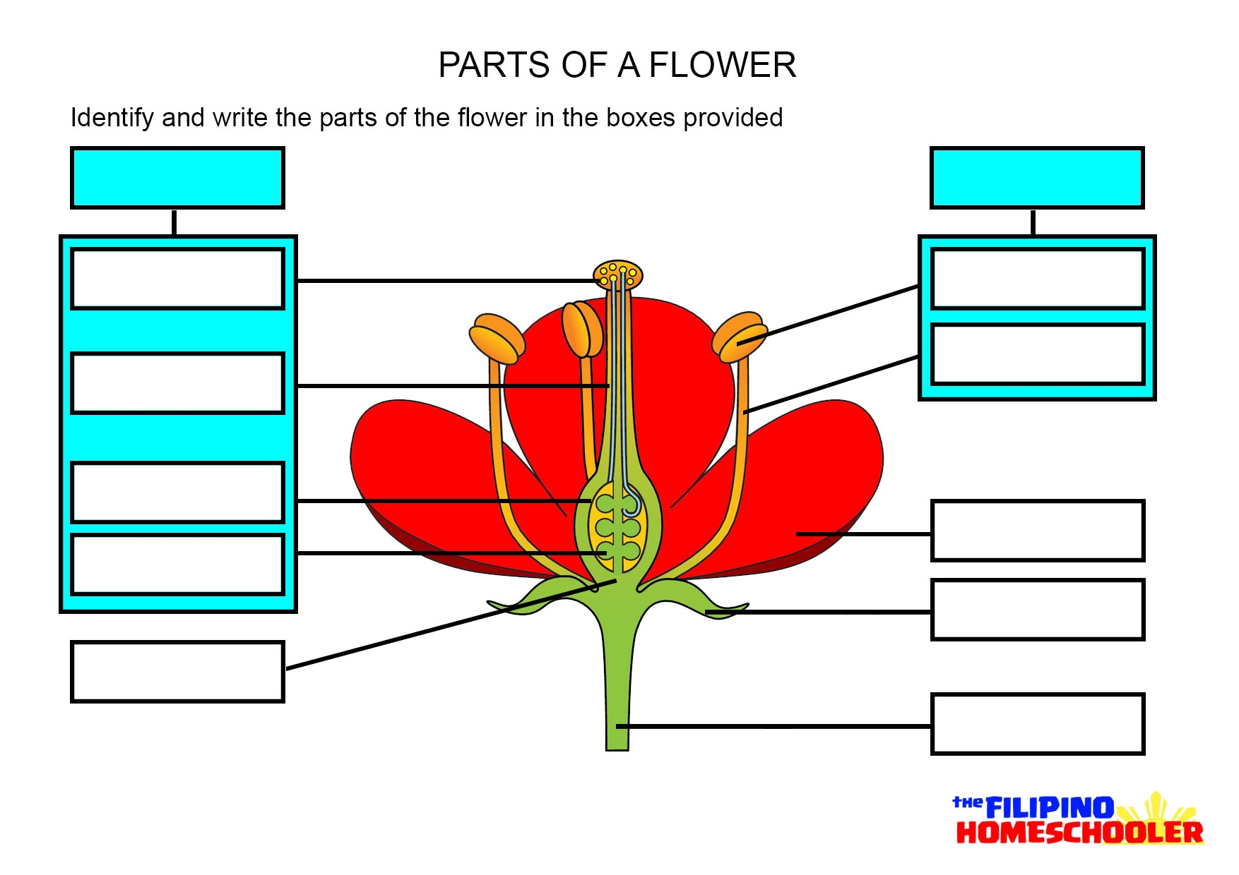 Parts Of A Flower Worksheet The Filipino Homeschooler Parts Of A Flower Worksheet The Filipino Homeschooler