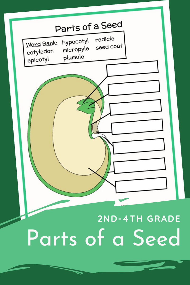Parts Of A Seed Diagram Beachside Homeschool