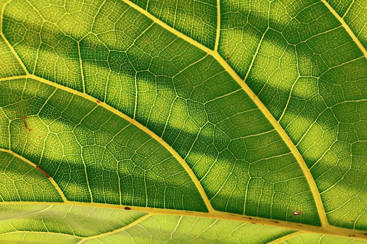 Patterns In Nature How To Find Fractals Science World Patterns In Nature How To Find Fractals Science World