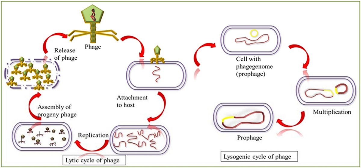 Positive And Negative Aspects Of Bacteriophages And Their Immense Role In The Food Chain Npj Science Of Food