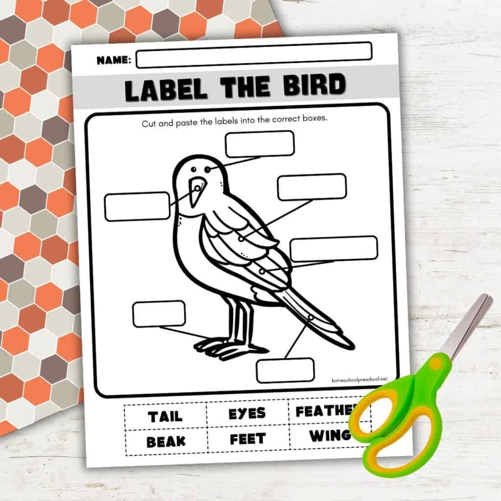 Printable Parts Of A Bird Worksheet For Preschool Fun