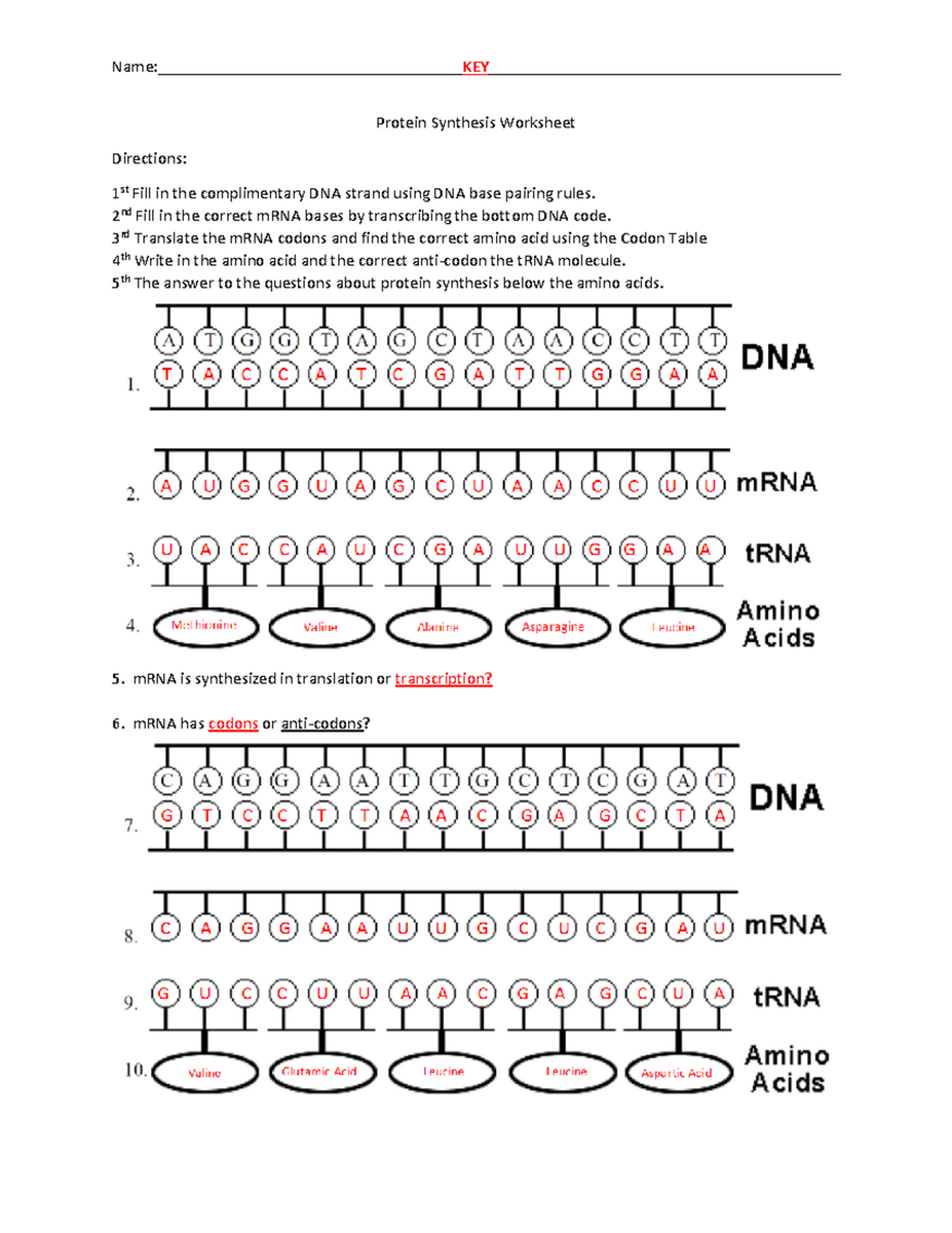 Protein Synthesis Worksheet Key For Course 1617 Details Studocu Protein Synthesis Worksheet Key For Course 1617 Details Studocu