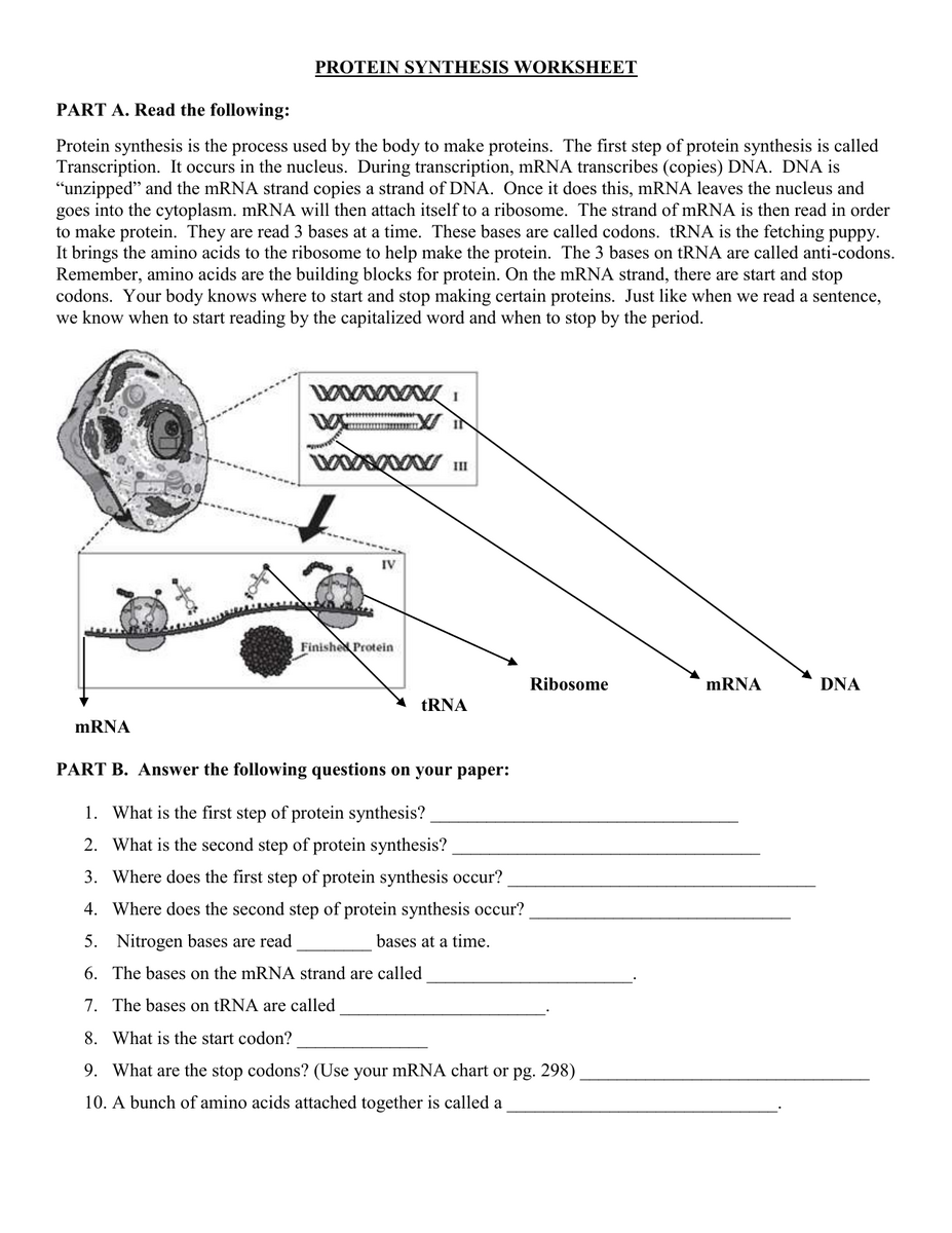 Protein Synthesis Worksheet Key For Course 1617 Details Studocu