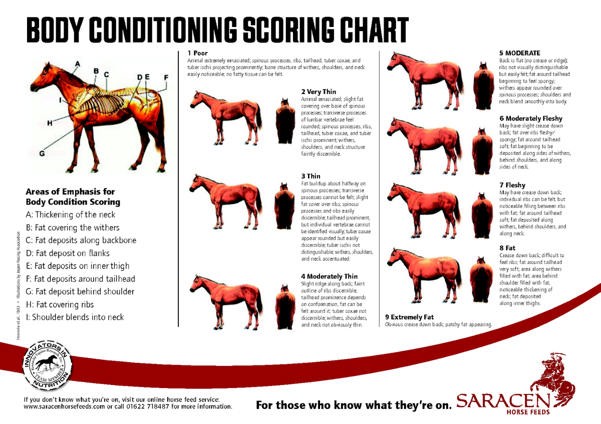Scott Spaulding DVM Badger Veterinary Hospital Body Condition Scoring