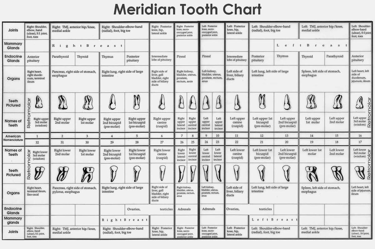 Teeth Reflexology Chart Alternative Dental Health Stock Vector Royalty Free 295929365 Shutterstock