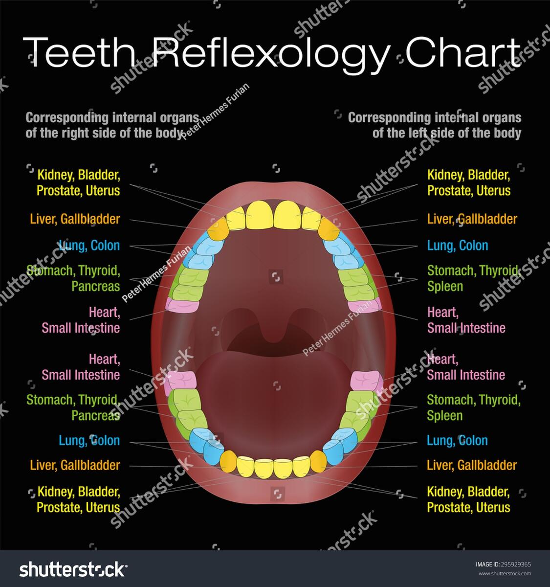Teeth Reflexology Chart Alternative Dental Health Stock Vector Royalty Free 295929365 Shutterstock