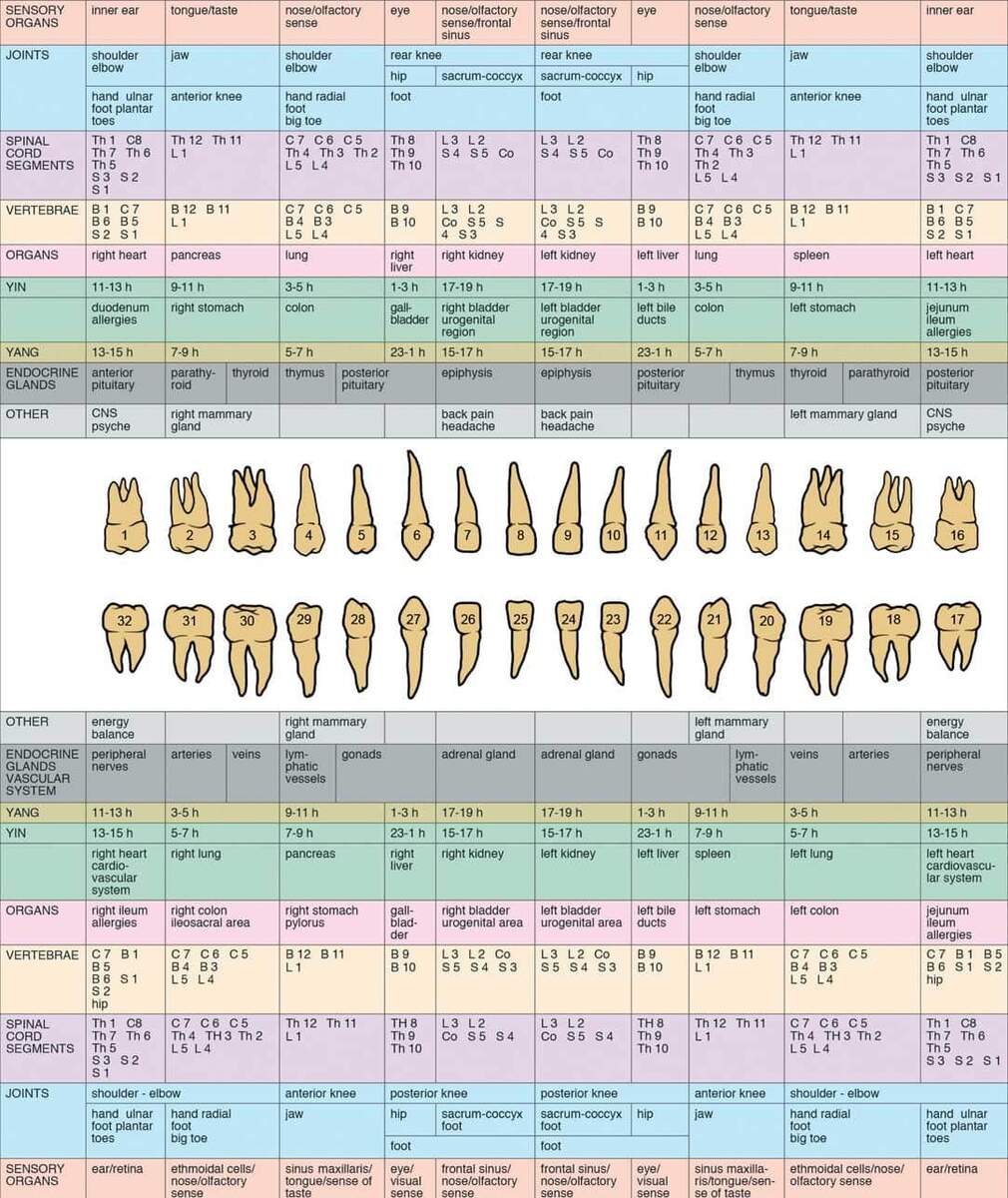 Tooth Chart Orlando Holistic Dental Studio