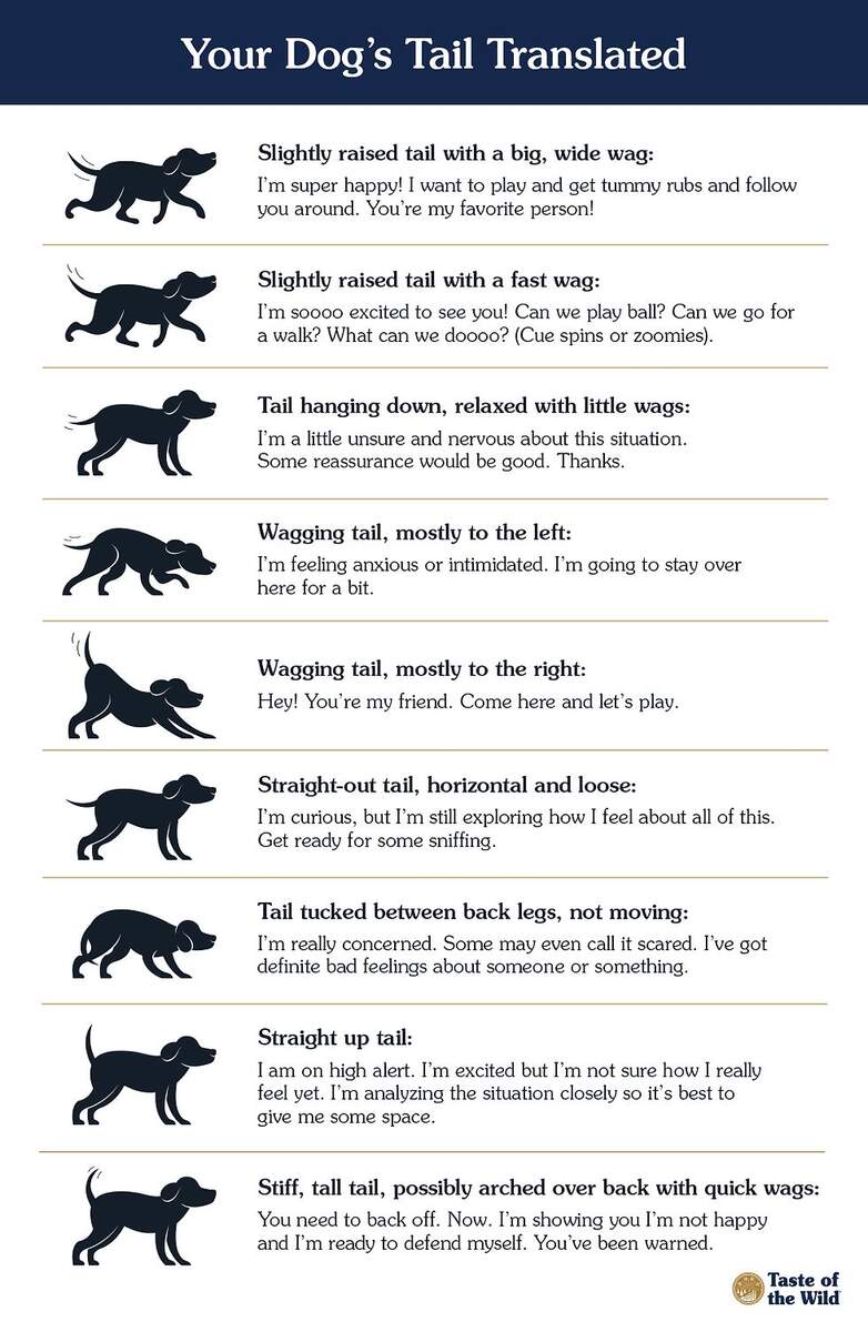 Understanding Dog s Body Language Different Tail Wags