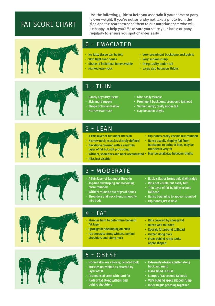 Weight Management Dengie Horse Feeds