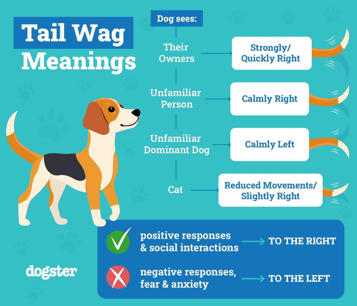What Does It Mean When A Dog Wags Its Tail Vet Reviewed Explanation Dogster