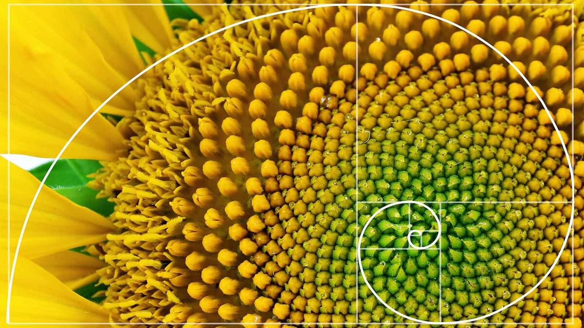 What Is The Fibonacci Sequence HowStuffWorks What Is The Fibonacci Sequence HowStuffWorks