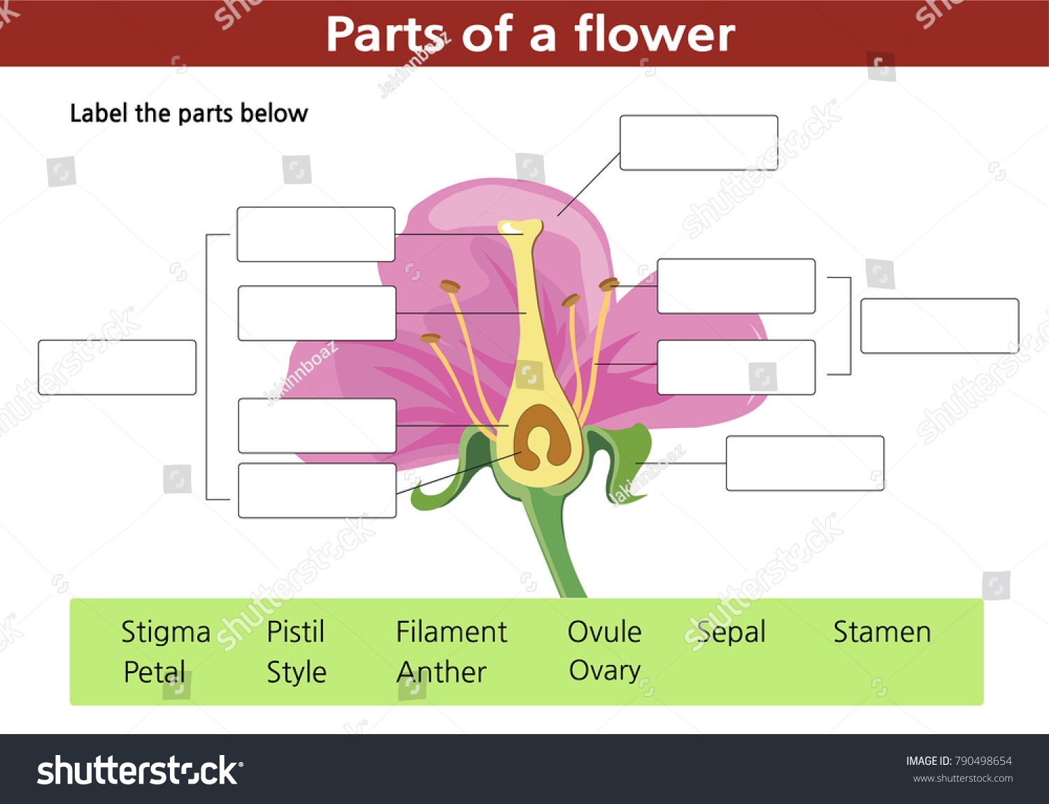 Worksheet Fill Blanks Parts Flower Stock Vector Royalty Free 790498654 Shutterstock Parts Flower Worksheet Black White Lily Stock Vector Royalty Free 1247042494 Shutterstock