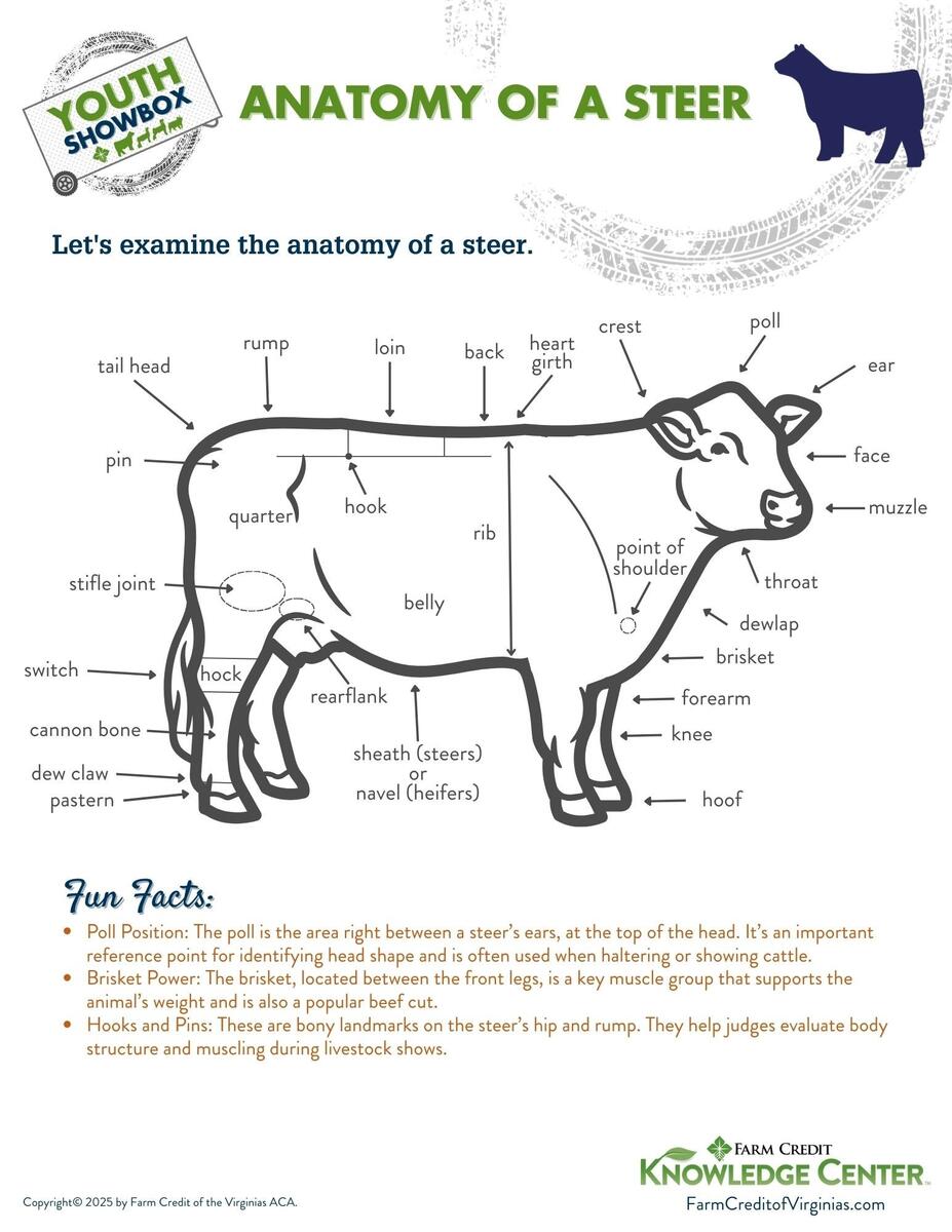Youth Livestock Resources Farm Credit Of The Virginias